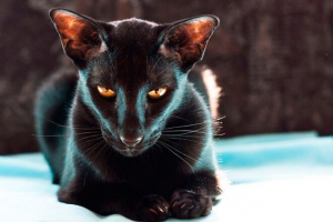 Що ви виглядаєте і як східні породи котів? Що ви виглядаєте і як східні породи котів?